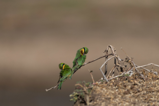 Serengeti National Park - Washing