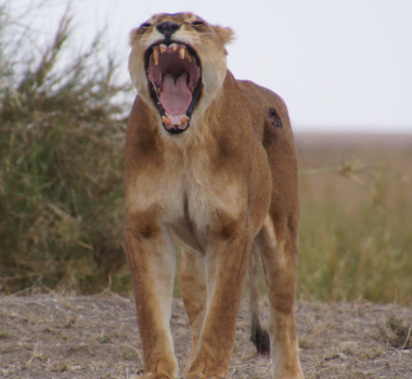 Tanzania - Waaaaaahhhh