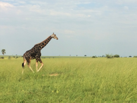 Oeganda - Giraffe