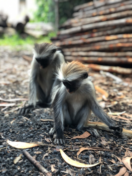 Stranden van Zanzibar - Franjeaap