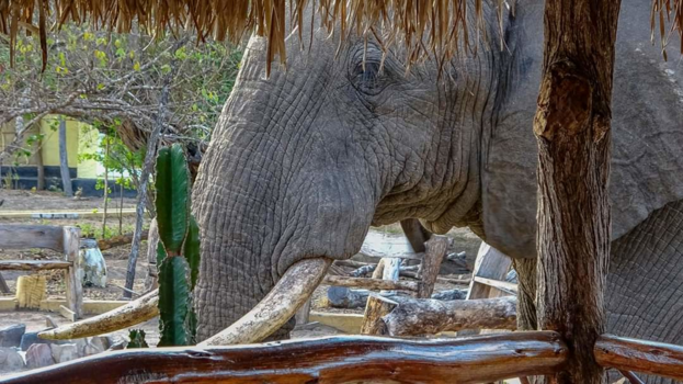 Tanzania - Olifant komt inchecken in de lodge waar we verbleven