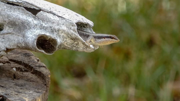 Tanzania - Schedelbewoner