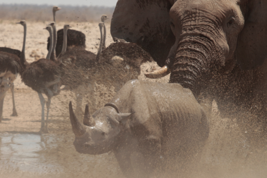 Etosha National Park - Fight in the waterhole