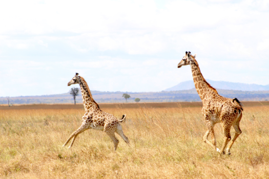 Tanzania - Playing giraffes