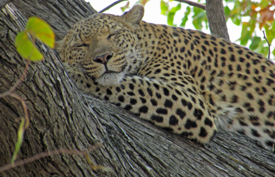 Botswana - Sleeping beauty