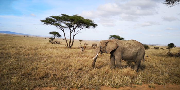 Tanzania - One of the Big Five!