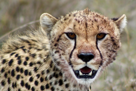 Tanzania - Oog in oog met een cheeta