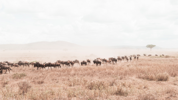 Serengeti National Park - De grote migratie