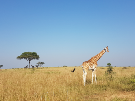 Murchison Falls national park - Giraffe