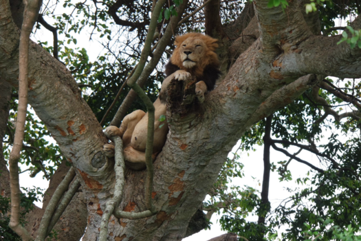 Queen Elizabeth National Park - Op de uitkijk