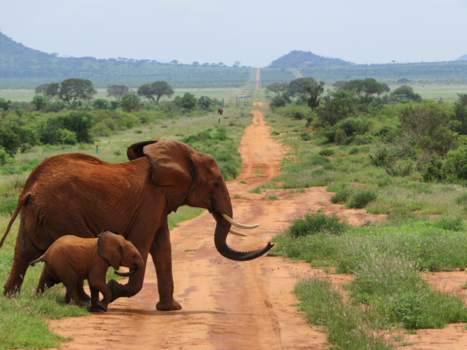 Rondreis Kenia - Olifant jong met moeder