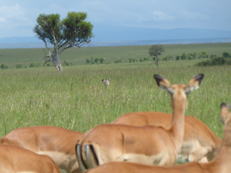 Masai Mara - Vechten of vluchten