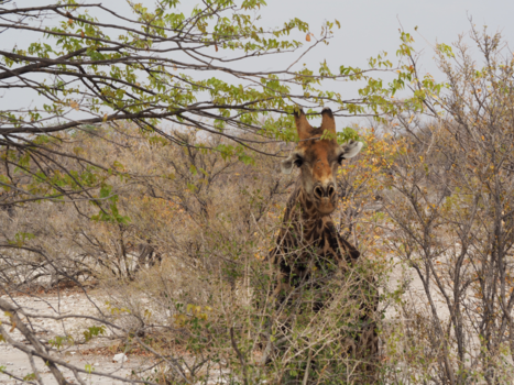 Botswana - Even koekeloeren