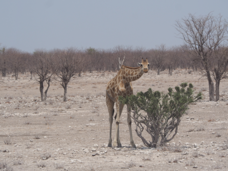 Etosha National Park - Huh, wat moet dat daar?