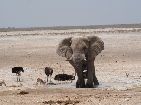 Etosha National Park - Olifant