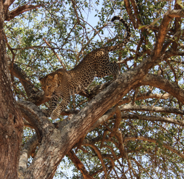 Tanzania - Luipaard in de boom in Tarangire