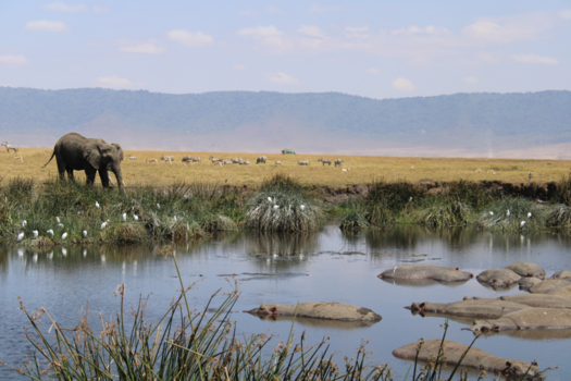 Tanzania - Ngorongoro Crater