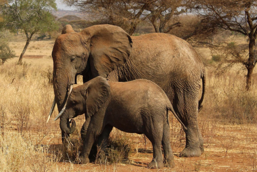 Tanzania - Olifanten in Tarangire