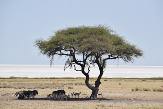 Namibië - Etosha Pan