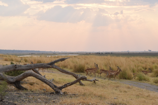 Botswana - Chobe NP