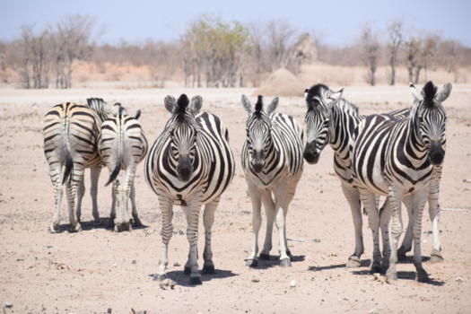 Etosha National Park - Zebra