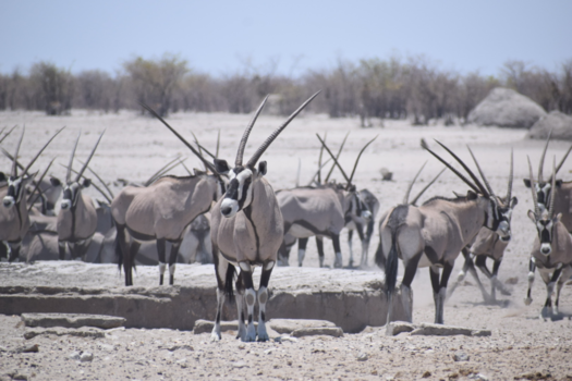 Etosha National Park - Gemsbok