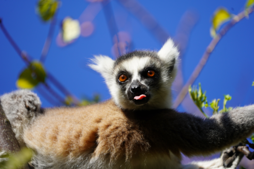 Madagaskar - Ringstaartmaki in parc d'anja