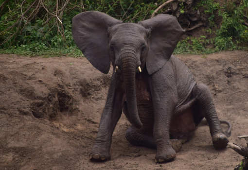 Lake Mburo National Park - Draw me like one of your french girls