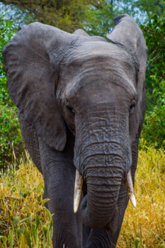 Tanzania - African beauty