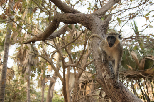 Gambia - Vervet monkey