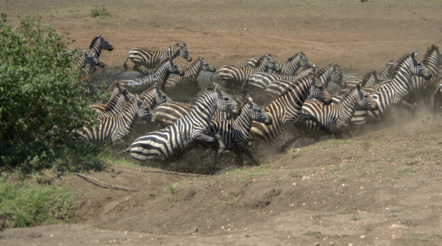 Serengeti National Park - op de vlugt