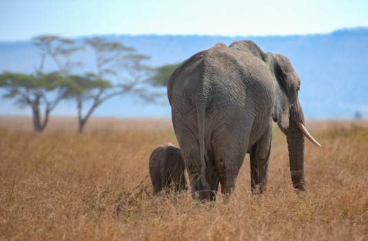 Serengeti National Park - op verkenning