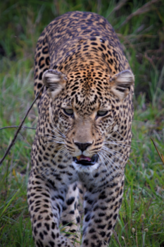 Masai Mara - Luipaard in Masai Mara