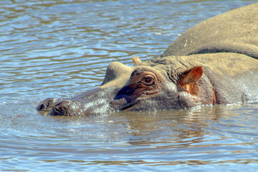Serengeti National Park - Een oogje in het zeil houden