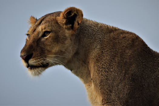 Serengeti National Park - Leeuw in Serengeti