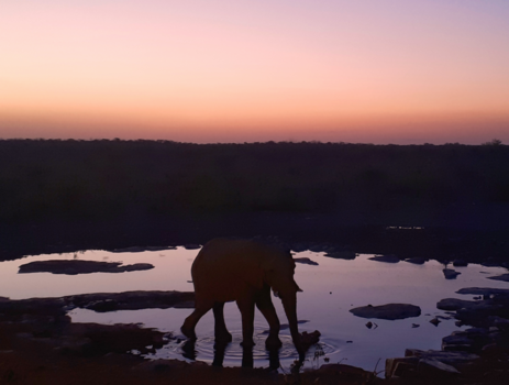 Namibië - Afkoelen bij de waterpoel
