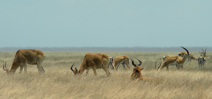 Serengeti National Park - grazende gazellen