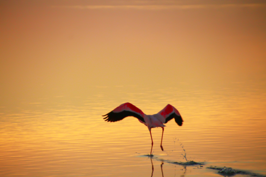 Namibië - Flamingo neemt aanloop voor op te stijgen
