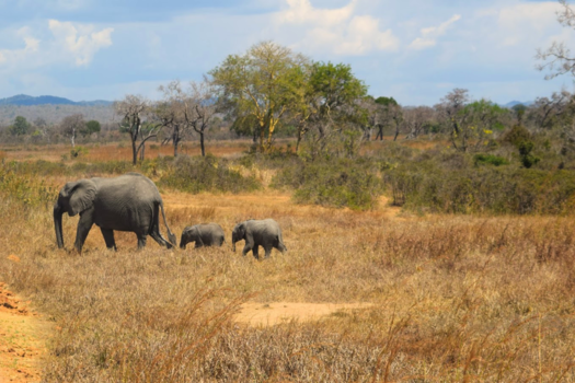 Tanzania - Drie op een rij