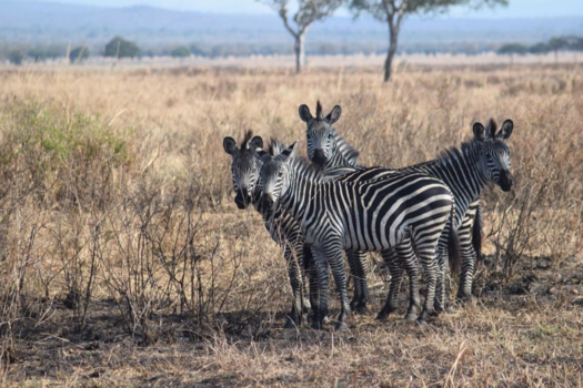 Tanzania - Lachen naar de foto