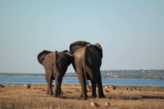 Botswana - Bouncing Butts