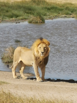 Serengeti National Park - The king