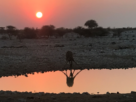 Namibië - Sunset Etosha