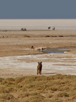 Etosha National Park - Leeuw in Etosha National Park, Namibië