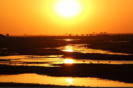 Zambia - Sunset with elephants