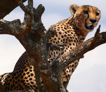 Serengeti National Park - Cheetah