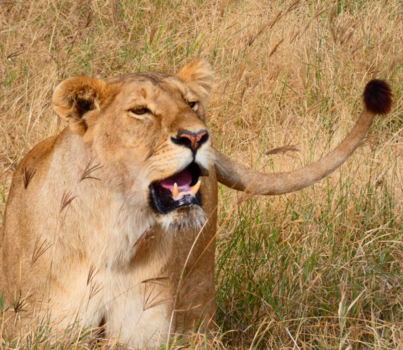 Serengeti National Park