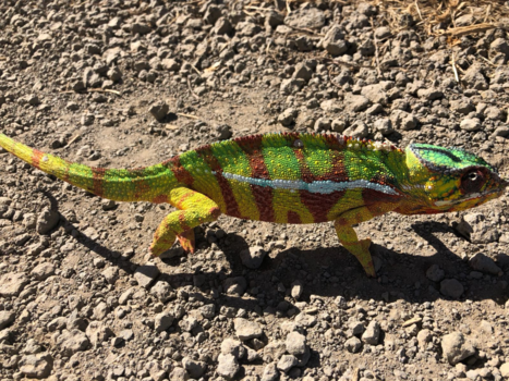 Madagaskar
