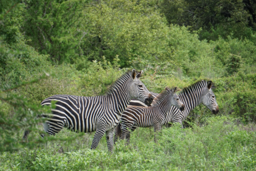 Tanzania - Safari in Tanzania