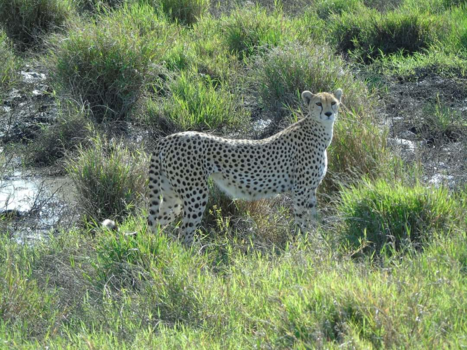 Tanzania - Tanzania Serengeti